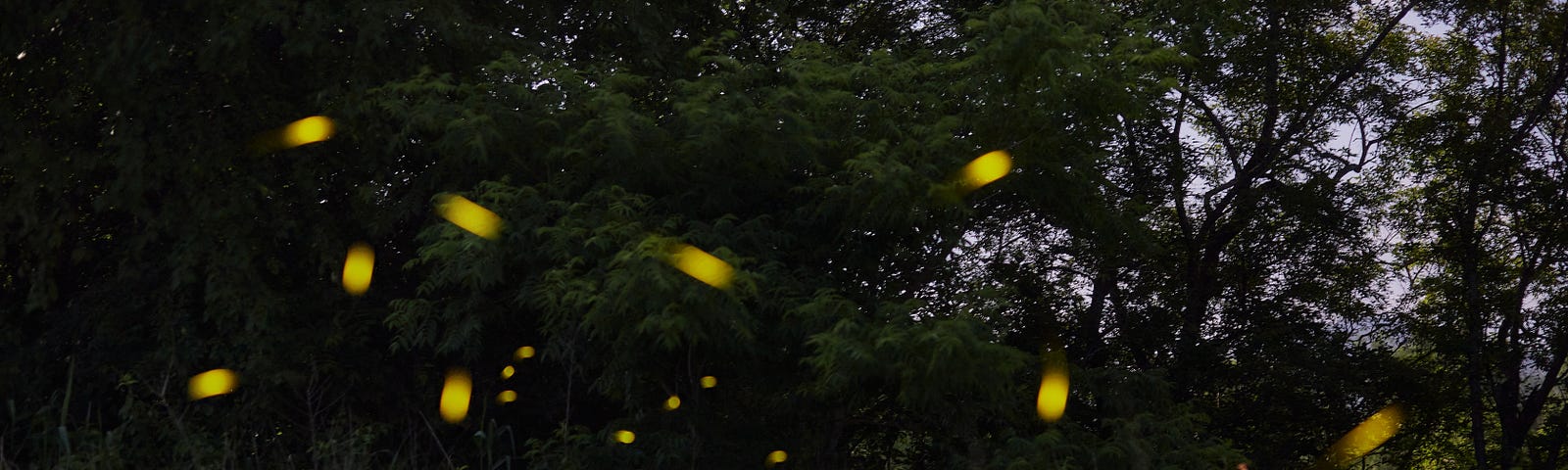 Fireflies in a forest.