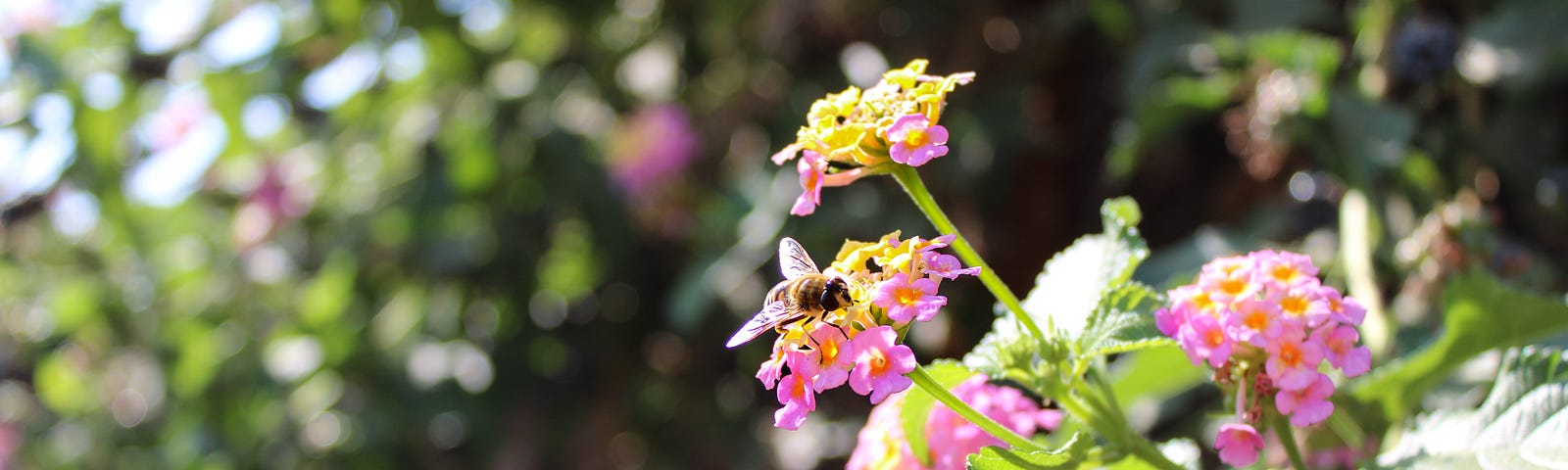 Pink and pale yellow lantana blooms with honey bee working over it. Dark green shrubbery in background.