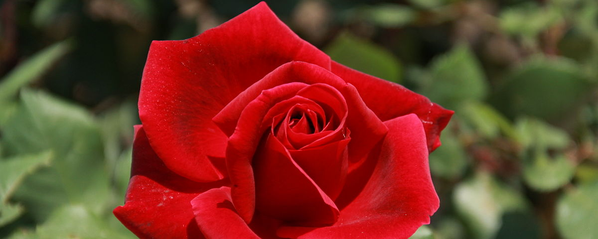 A photograph of a single red rose with green leaves in the background.