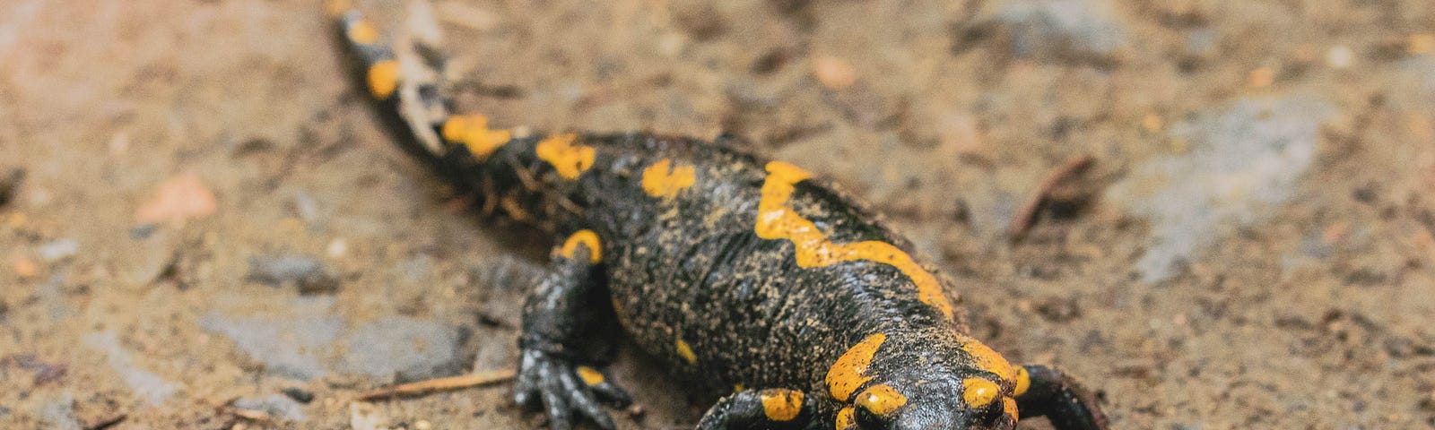 A Tiger Salamander walking through mud