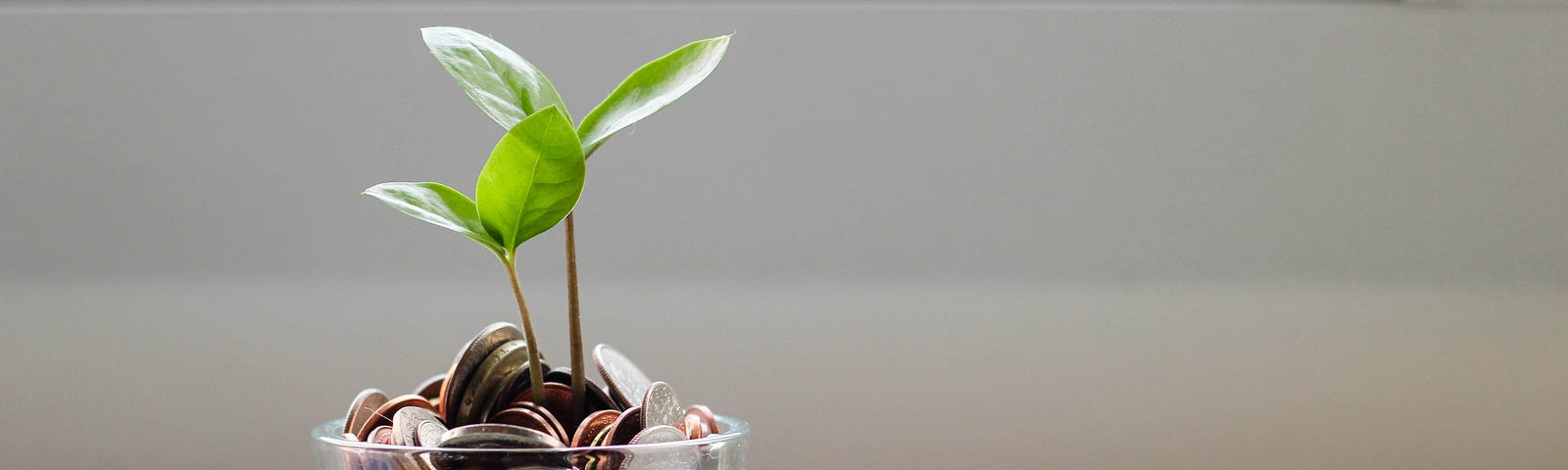 A seedling growing out of a planter filled with coins