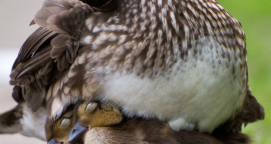 Close-up photo of a brown and white mother duck sitting on her two ducklings