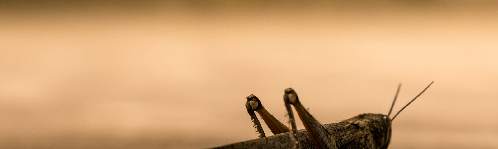 close up of locust on brown background.