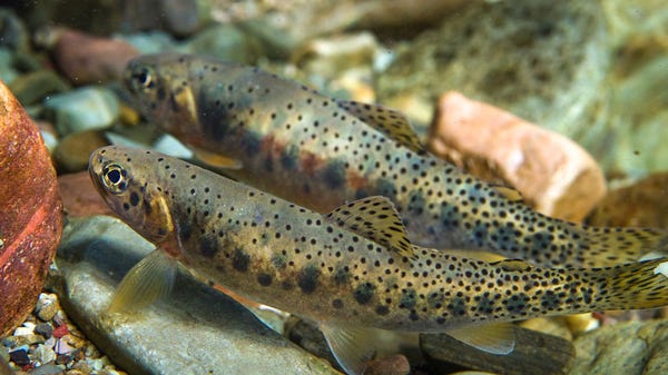 Native westslope cutthroat trout swim in the north fork of the Flathead River in northwestern Montana. However, cutthroat trout populations are threatened by hybridization from mating with rainbow trout.