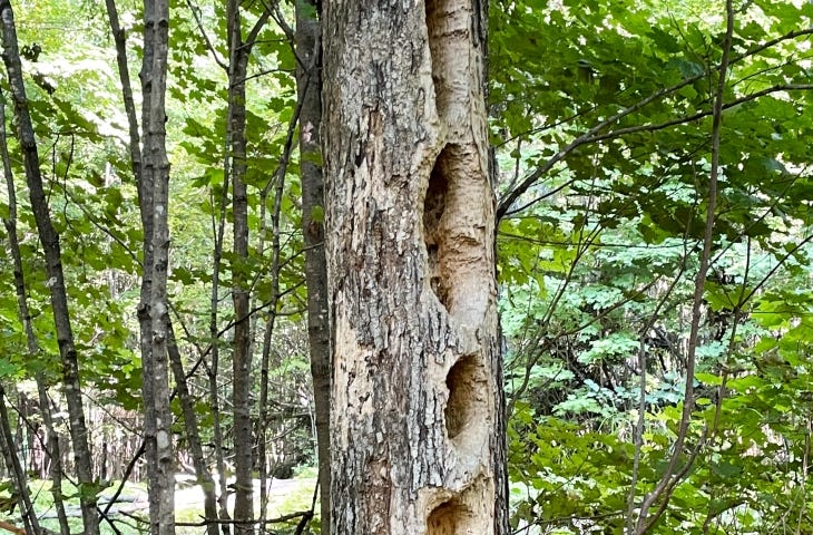 Large dead tree with series of rectangular holes in a forest.