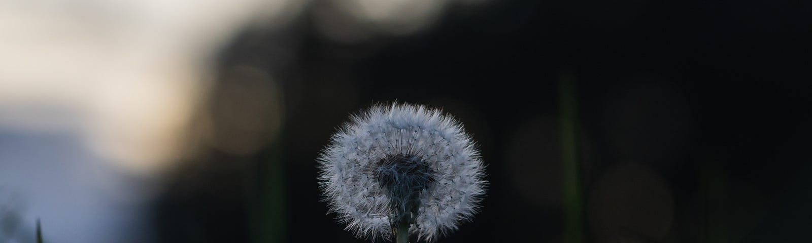 White whispy flower, dark background