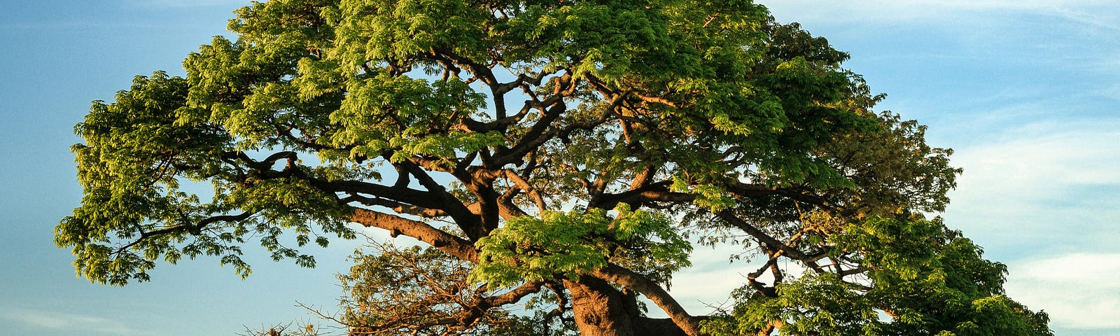 A single tree in a field