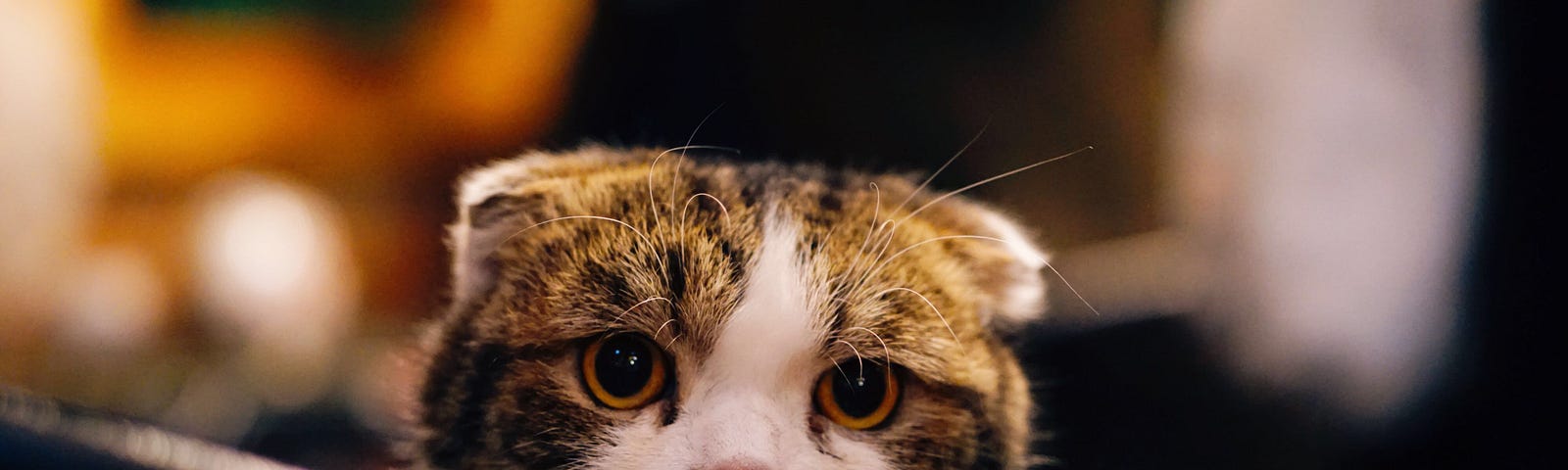 A brown and white cat with a frustrated look on its face.