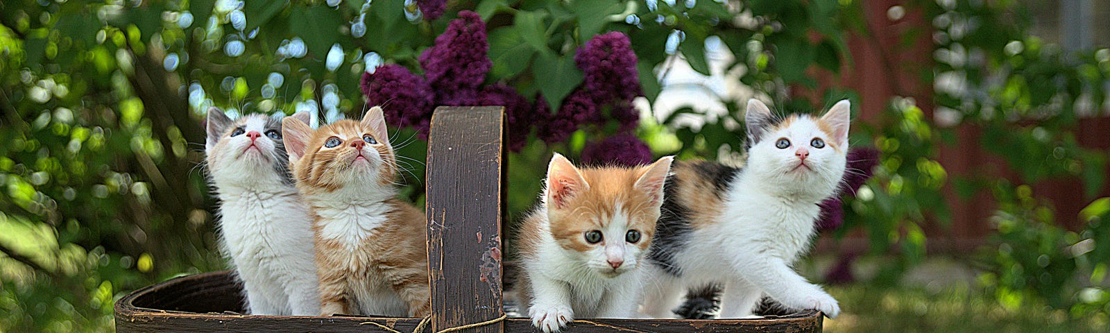 Four kittens peer out from an old basket, on the lawn of a cottage garden