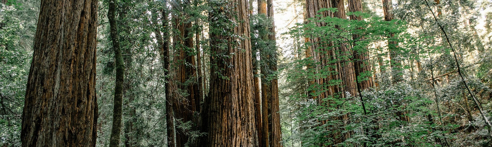 A person standing at a fork in a path within a lush, tall forest, symbolizing choices and the process of change.