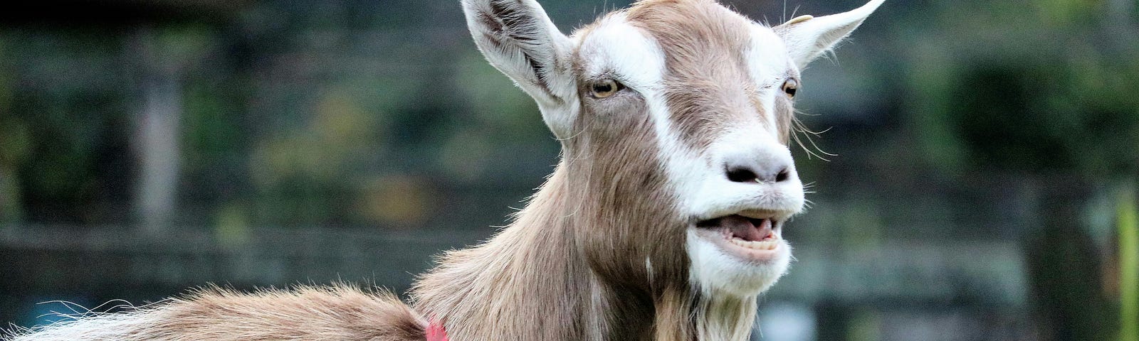 A goat with a humorous expression, bleating in a calm environment. This image symbolizes letting go of small annoyances and finding humor in everyday life.
