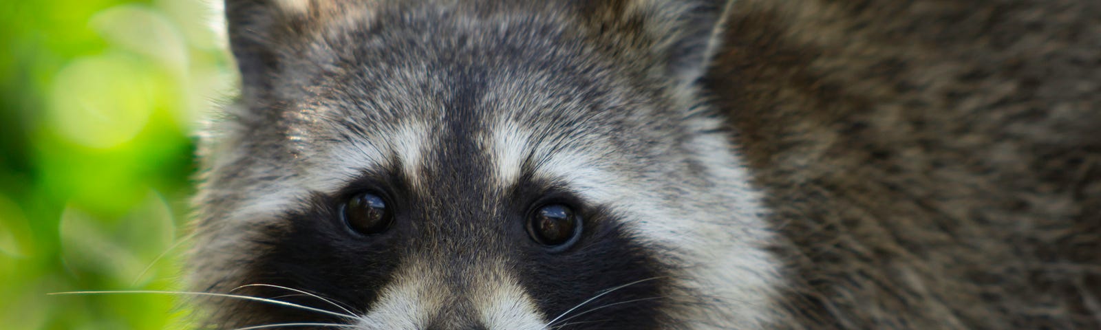 Raccoon staring into the camera