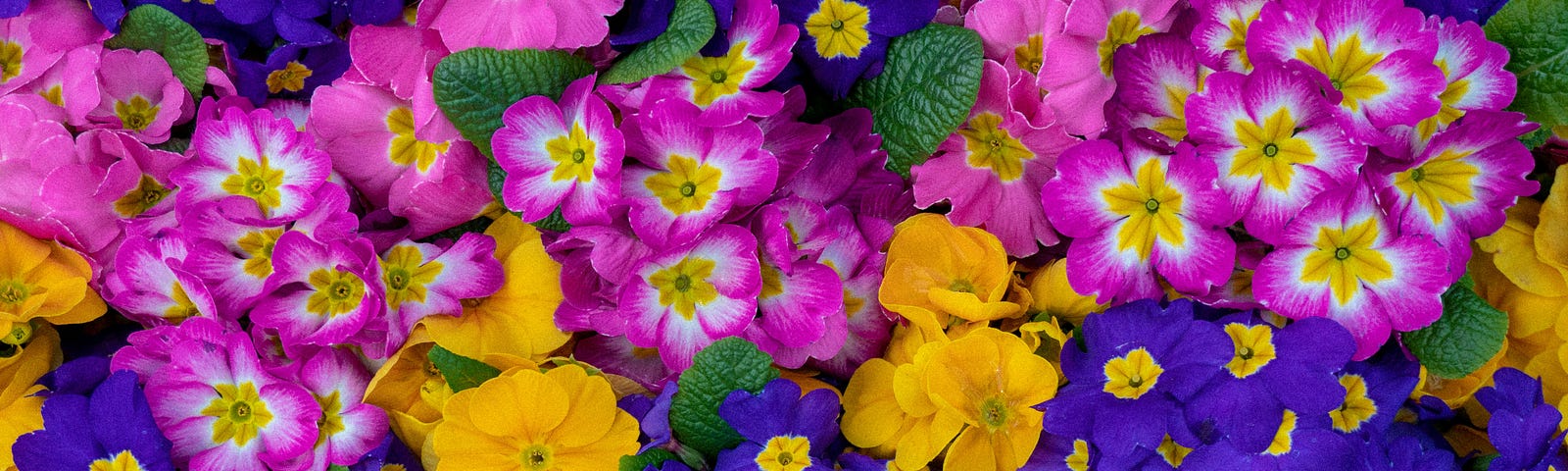 A beautiful image of blue, yellow and pink pansies in the midst of short green leaves.