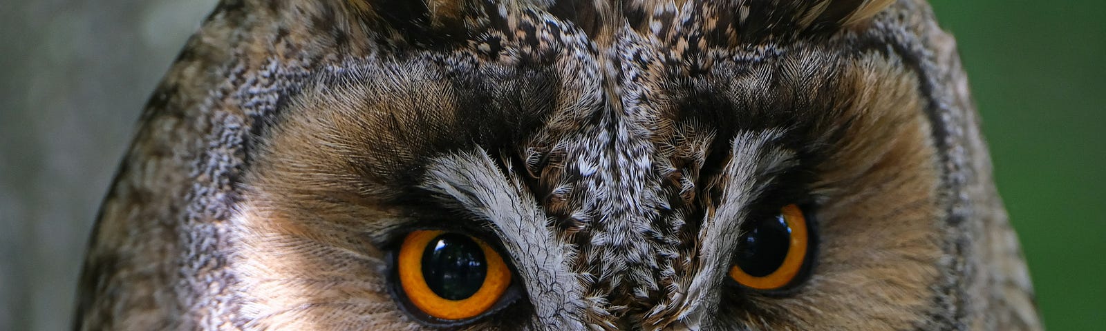 An owl