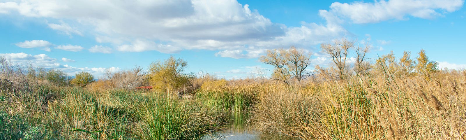 lush wide stream of water through dried tall grass against a bright blue sky and fluffy clouds