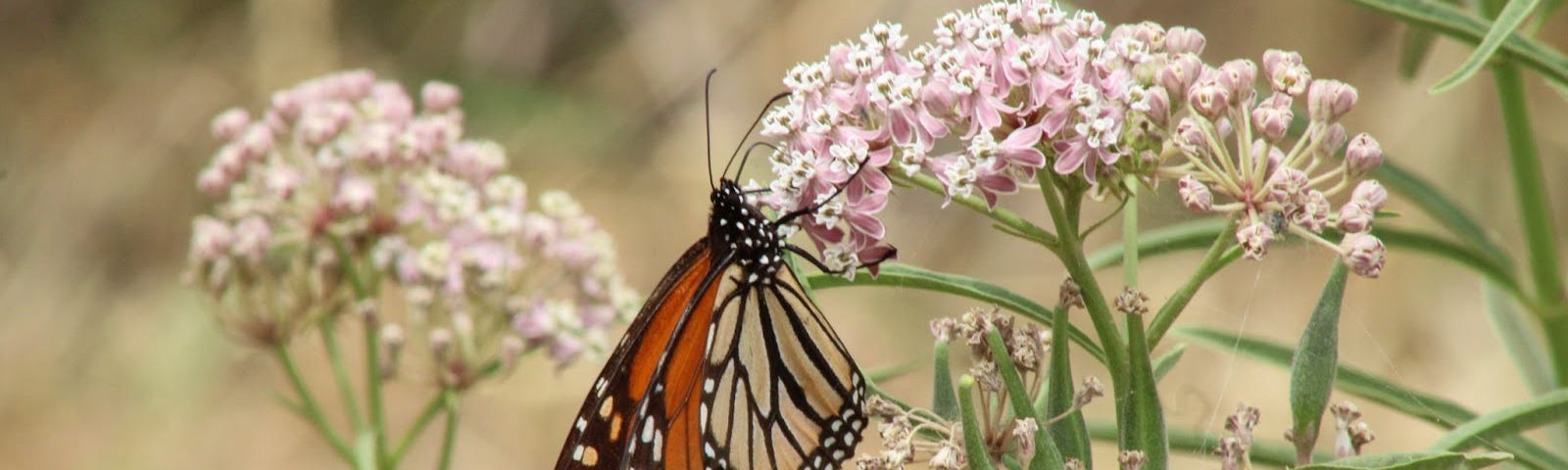 Monarch Butterfly resting on flower