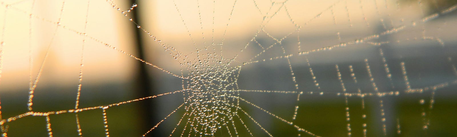 A delicate spider web decorated with drops of dew shines in the early morning sunlight.