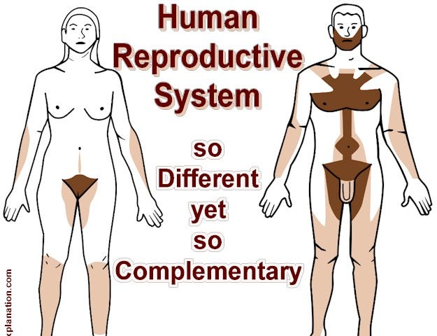 The human reproductive system, male organs, and female organs. So very different, inside and out, but so complementary.