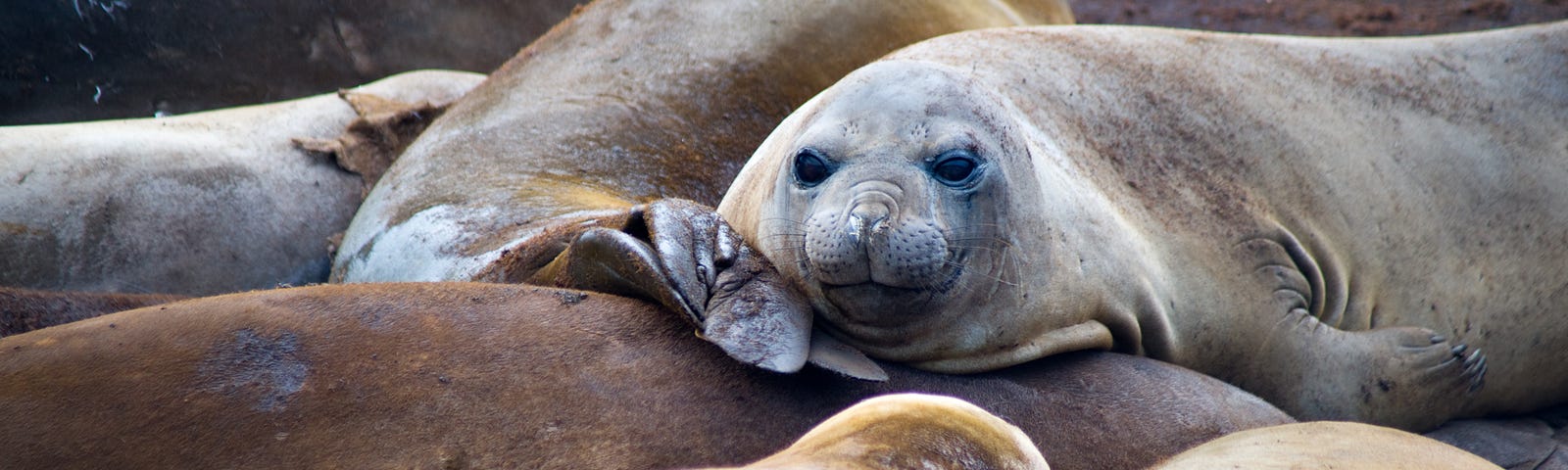 a heap of seals on a beach relaxing, one has her eyes open