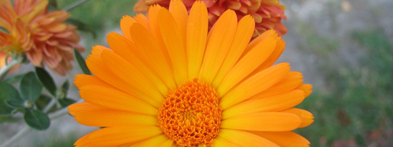 A flower of the pot marigold. Calendula officinalis — Vera Kratochvil