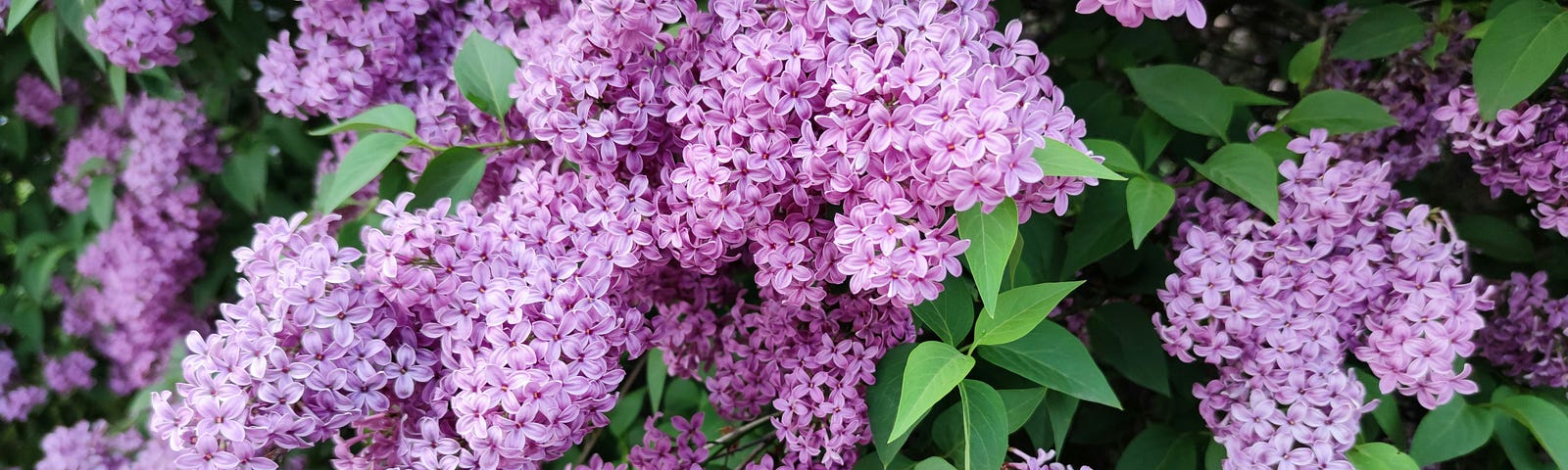 A purple lilac bush