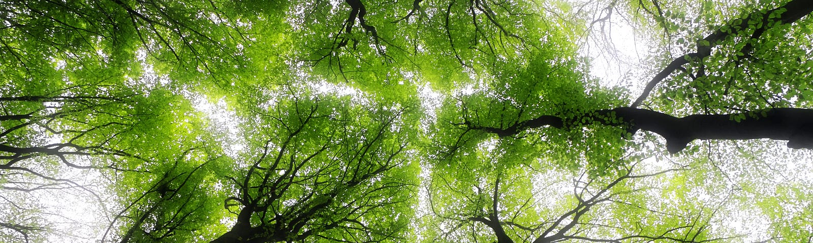 Looking up at a forest with tall trees appearing to meet in the centre of the page