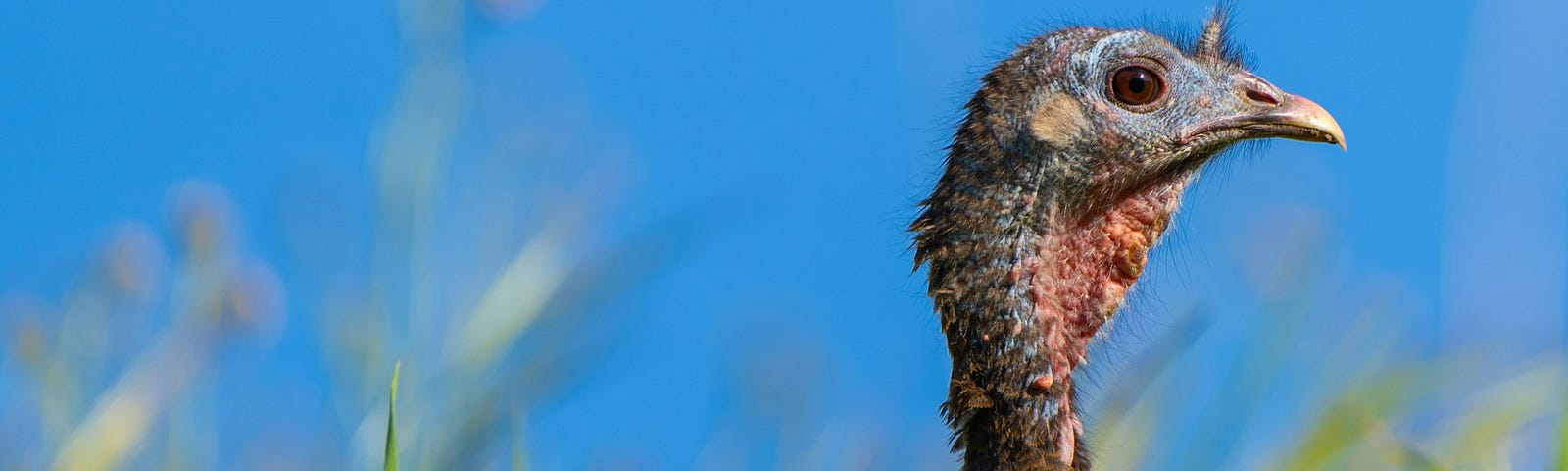 This is a picture of female turkey standing in the grass.