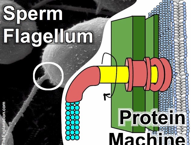 A sperm flagellum propels the cell to the ovum with a protein machine like a propeller with continuous revolving motion.