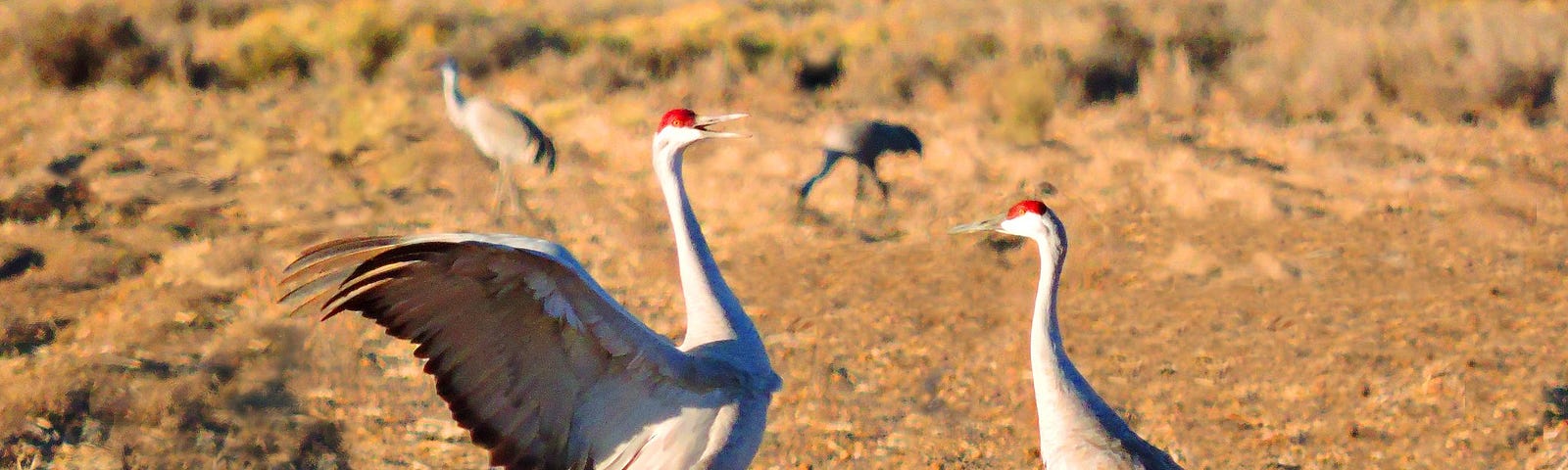 Pair of sandhill cranes dancing