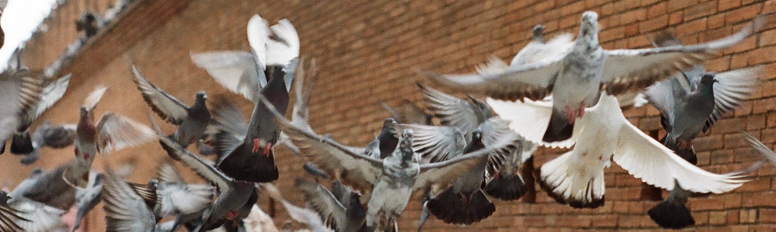 A flock of pigeons haunt our walkway like feathered hobgoblins.