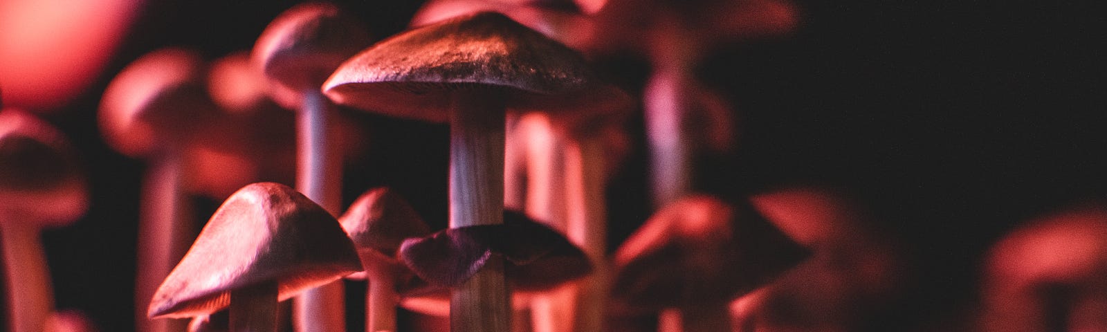 Several psychedelic mushrooms against a black background. Psychedelics may improve mental health on a cellular level, going beneath the cell surface to unleash their therapeutic effects.