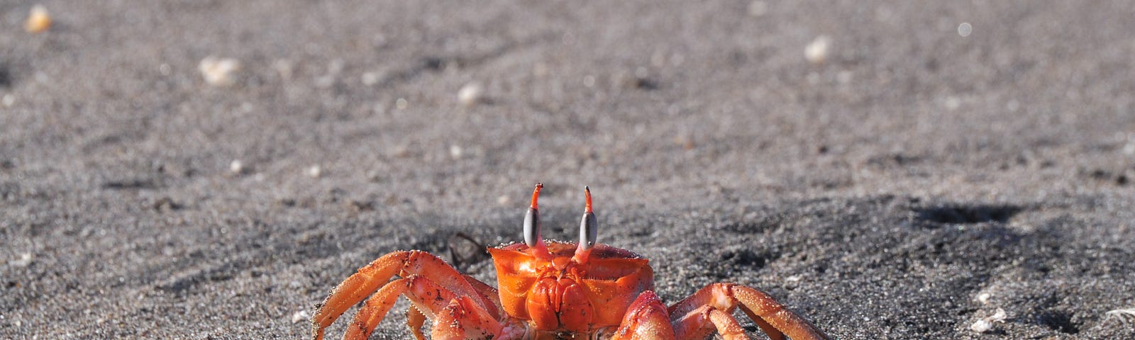An orange crab on a grey, sandy beach