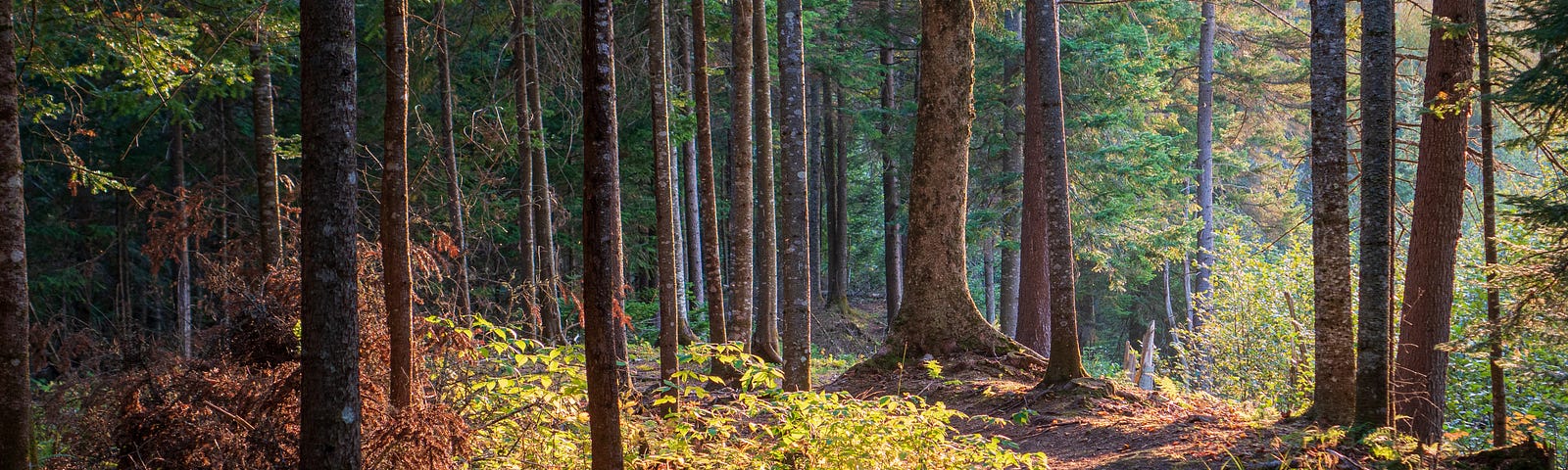 A forest path