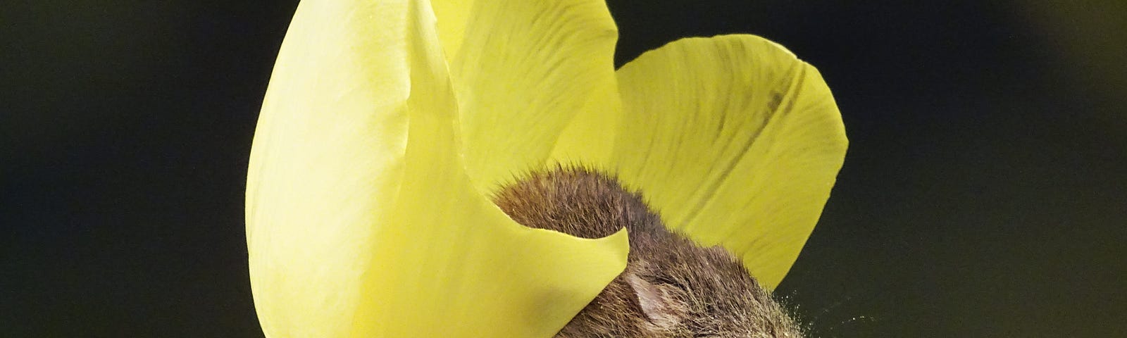 Small rodent in a yellow tulip