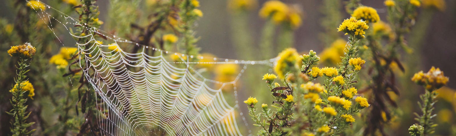 Closeup of a spider web in a sunny field of wildflowers