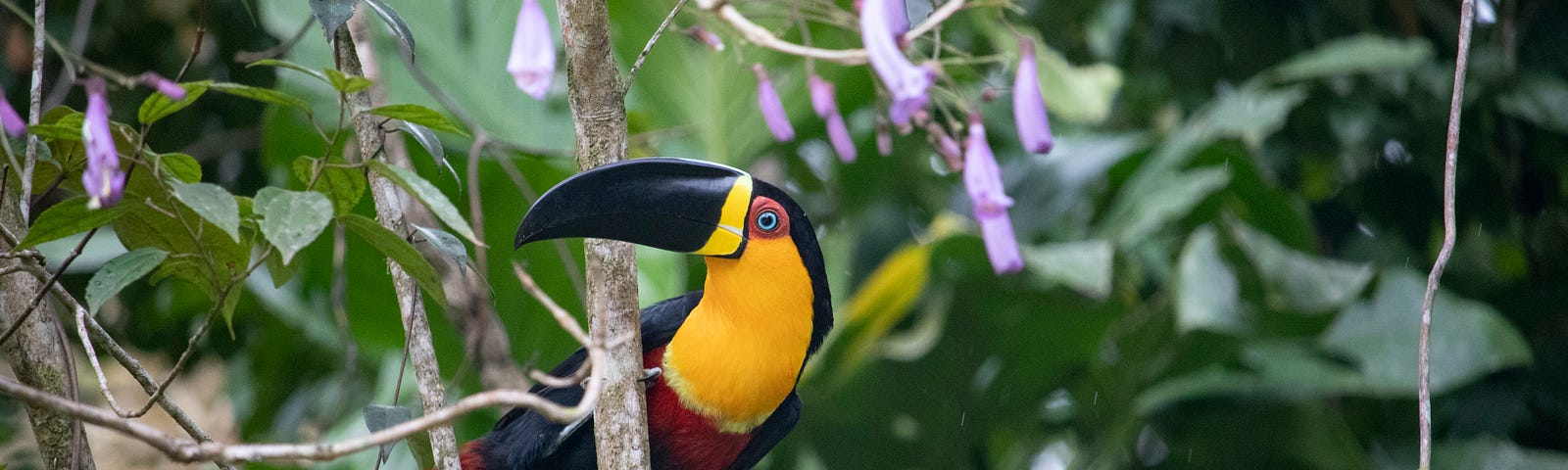 Brightly colored tropical bird with a large black beak.