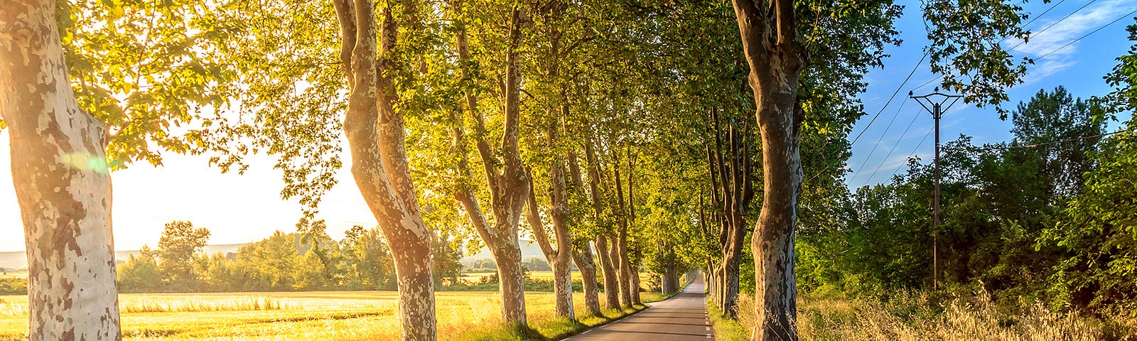 Late summer day with black paved road surrounded by tall trees. Bright blue sky peeks out behind the trees.