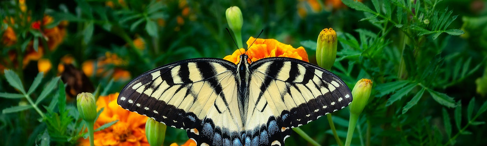 A beautiful pale yellow and black moth enjoying the sacred golden cempasúchil or marigold.