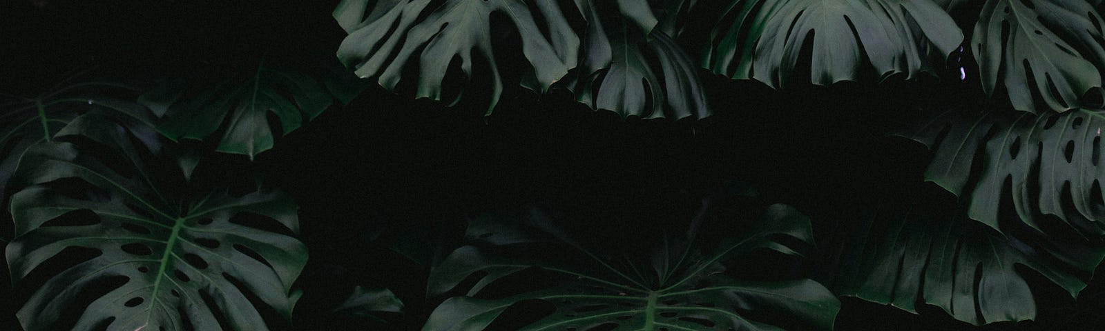 Ferns reflecting moonlight