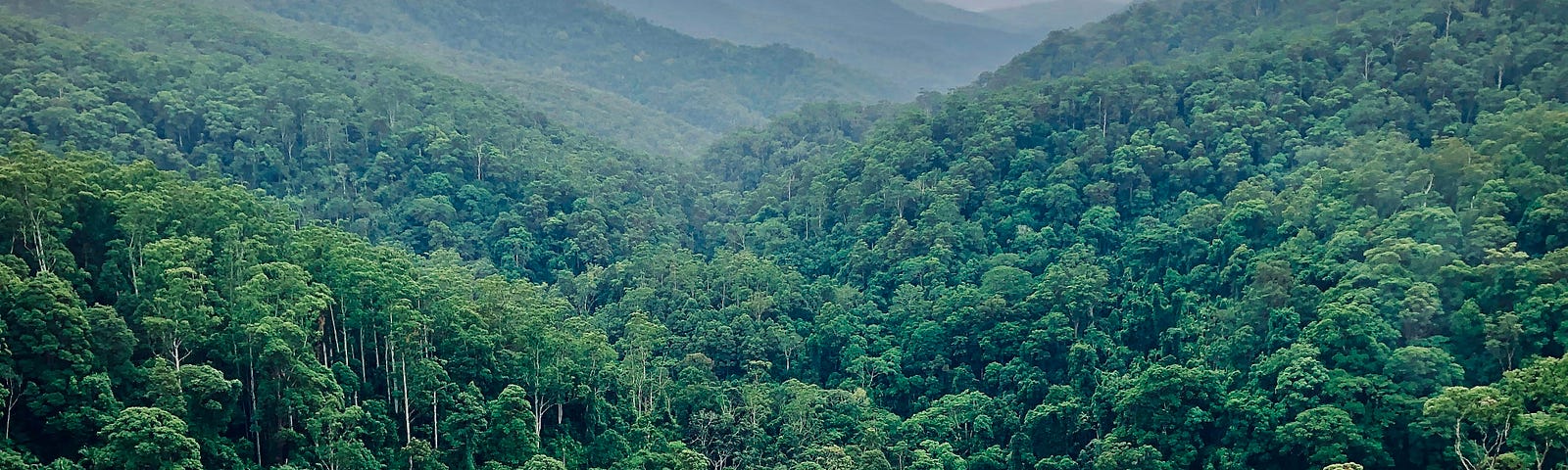 A photography taken from a tree or cliff showing the dense forest canopy in the Amazon Rainforest