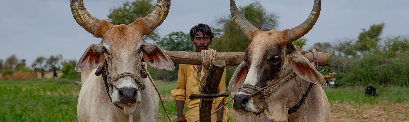 Two oxen yoked together and an Indian man standing behind their plow.