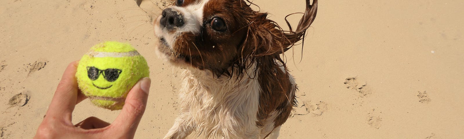 A dog jumps up to get a tennis ball.