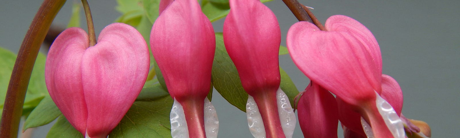 A drooping branch of 6 bleeding-heart flowers