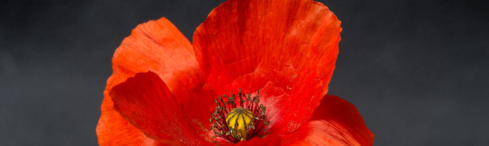 A bright orange-red poppy against a dark background. The poppy is a symbol for Remembrance Day.