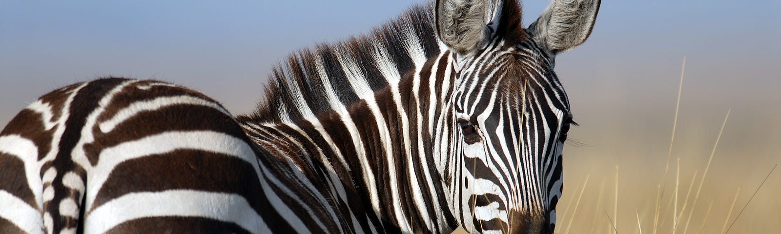 Zebra with butt to camera, head and neck turning to camera as well.