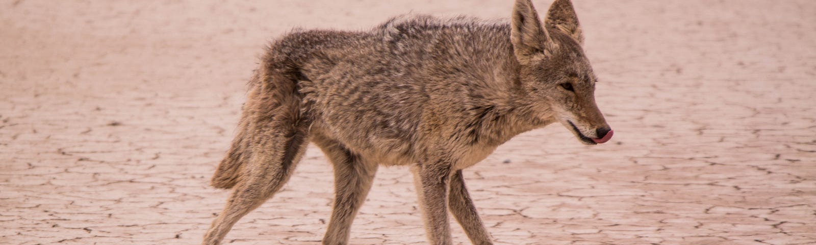 coyote on a mud flat