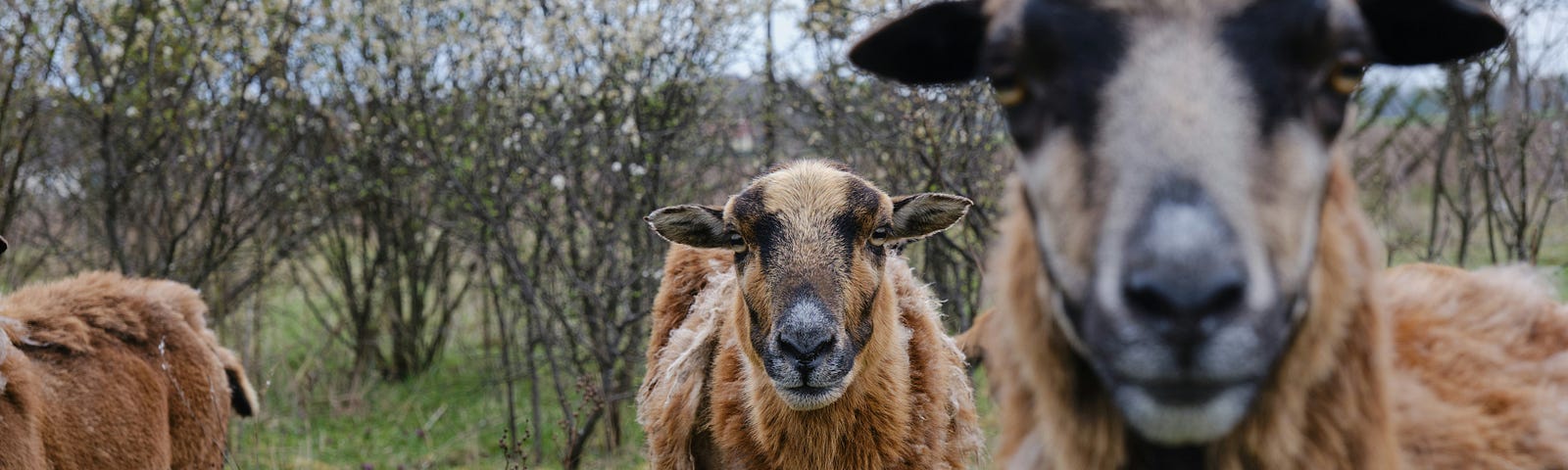 Goats standing in a field. In foreground, blurry male staring into camera. In focus, a female goat looking at the camera.