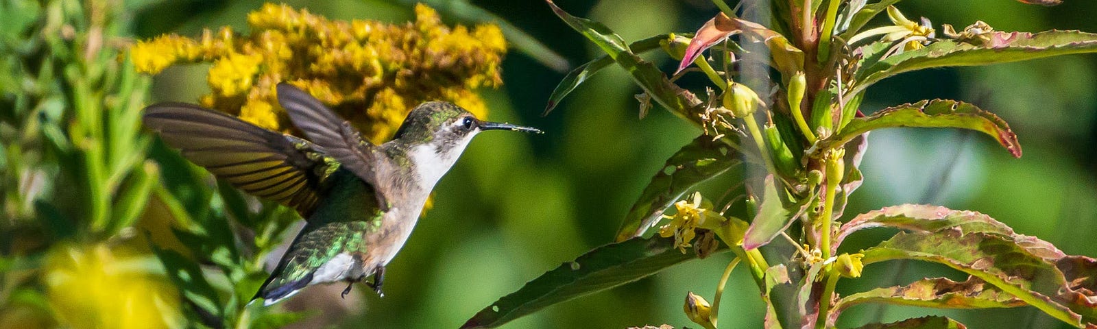 Ruby-throated hummingbird preparing to slurp nectar from a yellow flower.