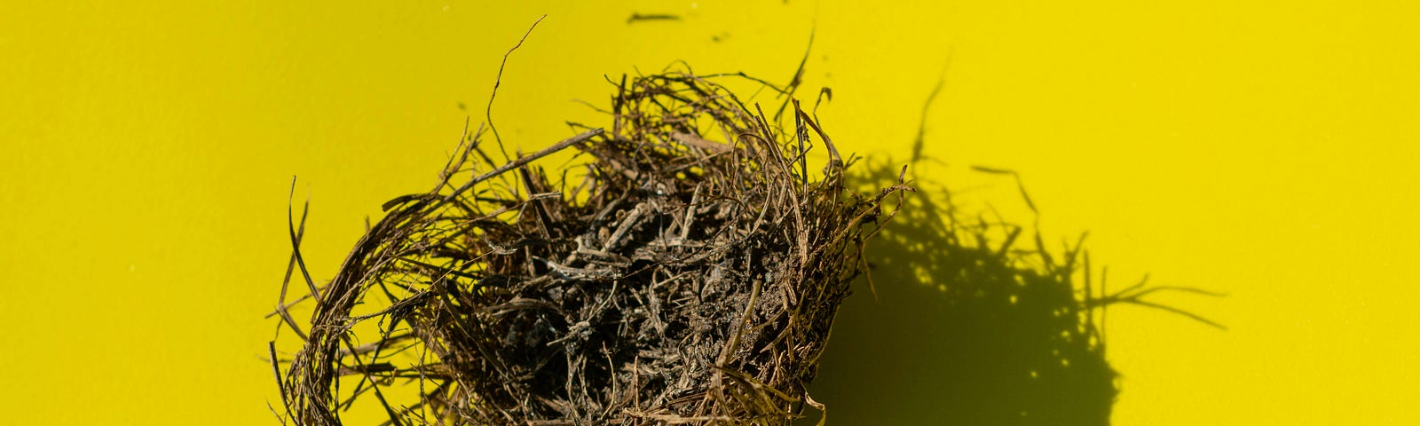 A destroyed bird’s nest