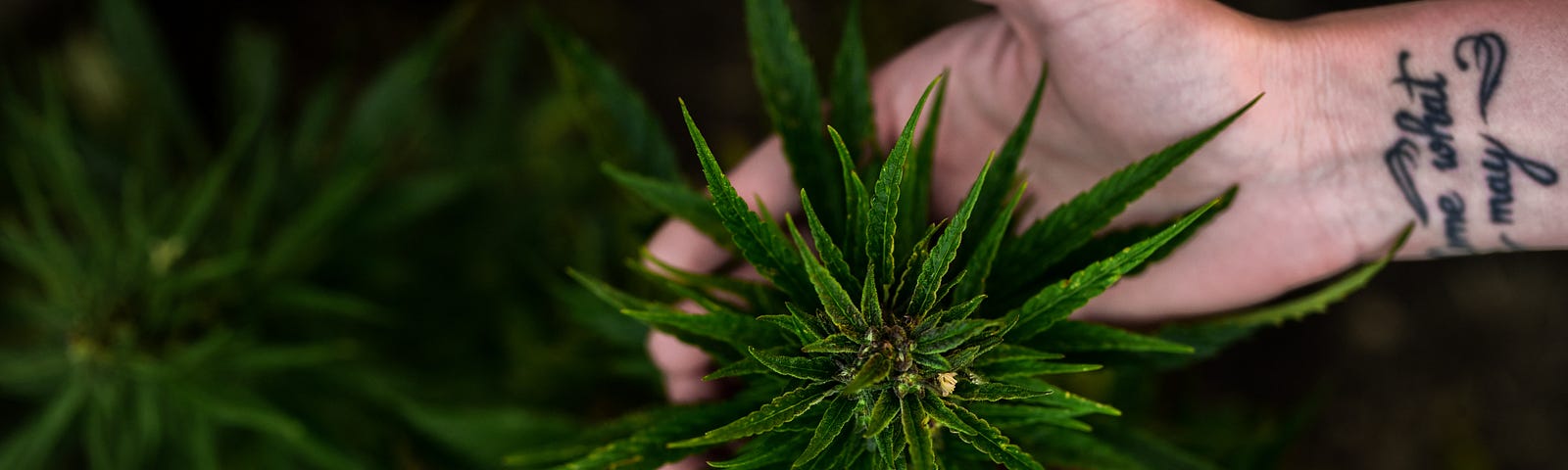 Two hands holding the top portion of a healthy and leafy, pre-flower cannabis plant